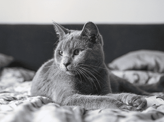 Gale des oreilles chat